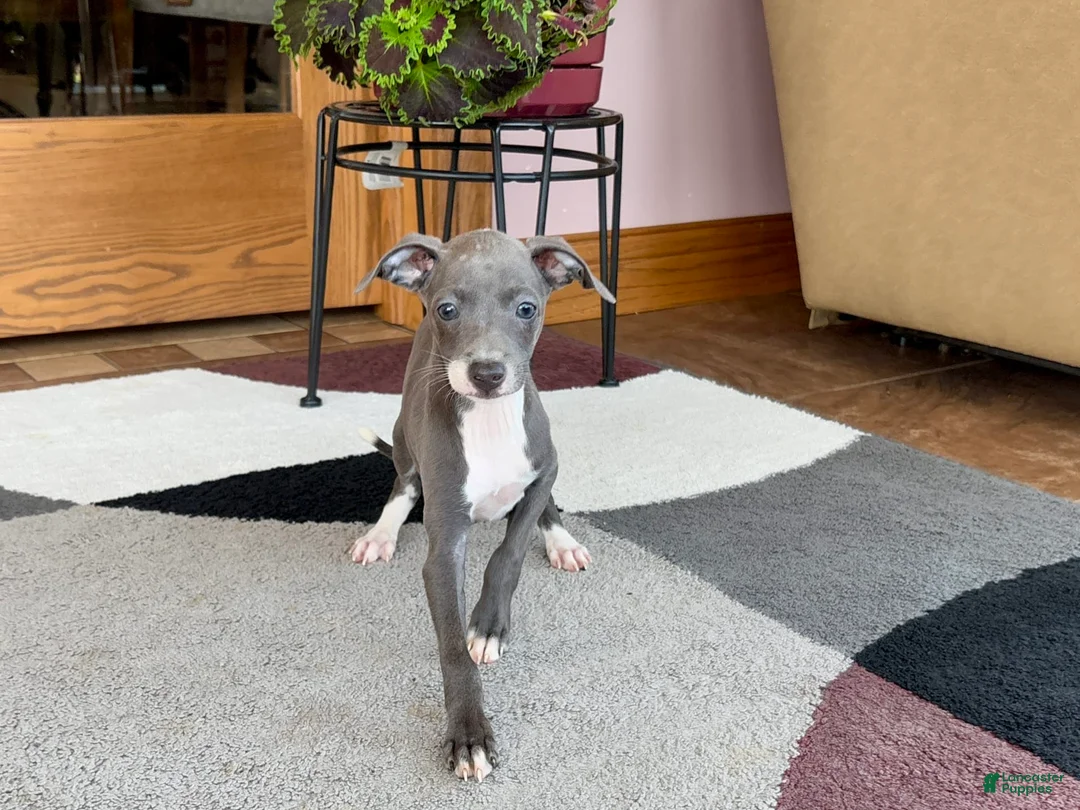 Italian Greyhound dogs for sale: Kk - Ad 13