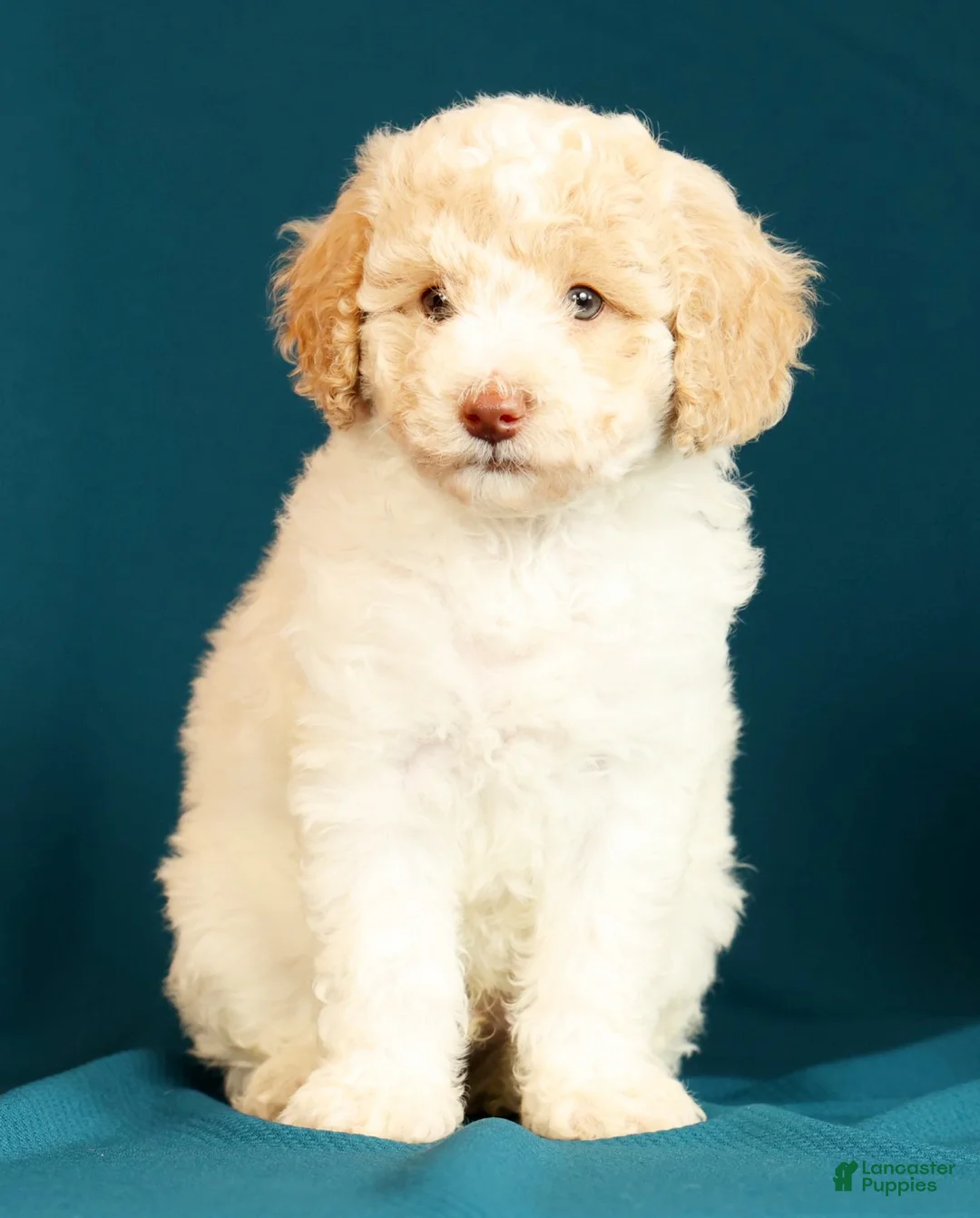 Miniature Poodle dogs for sale: Cody - Ad 2