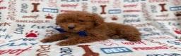 Miniature Poodle dogs for sale: Lego - Ad 8