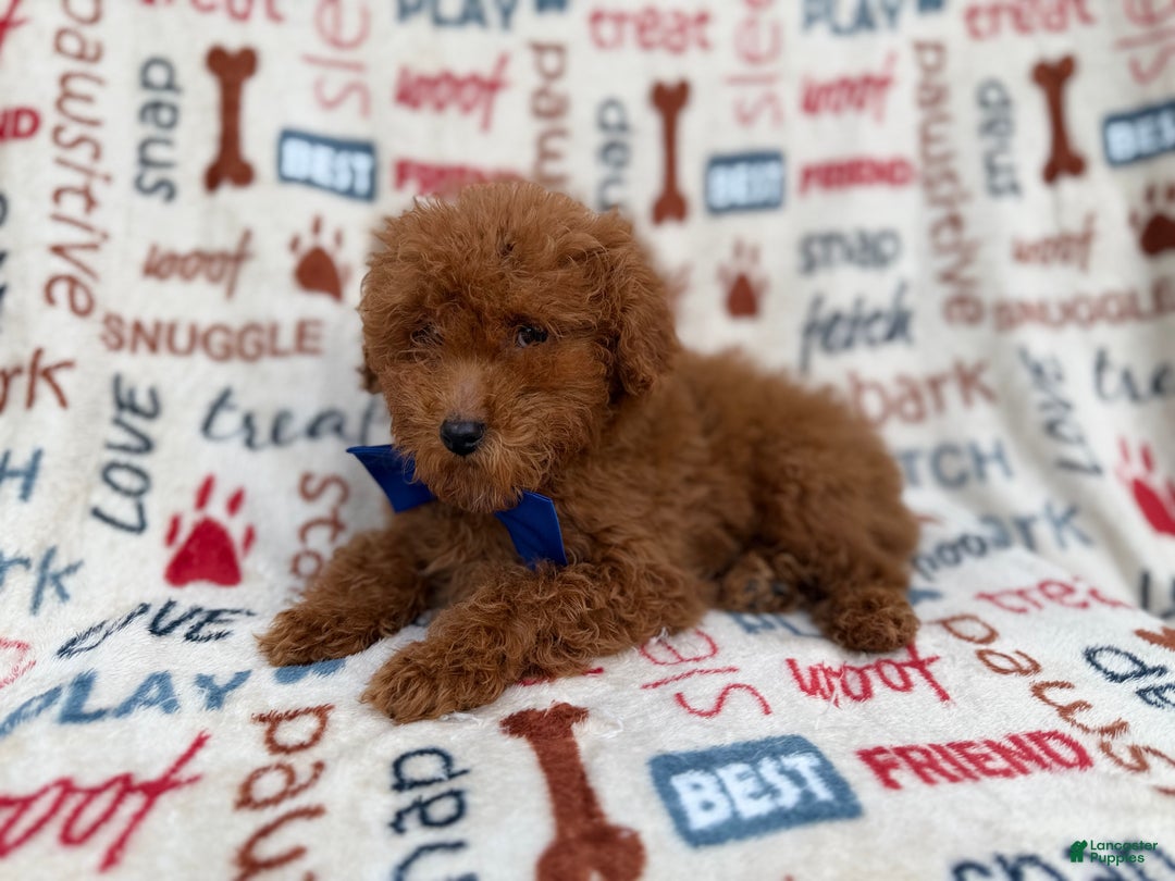 Miniature Poodle dogs for sale: Lego - Ad 8
