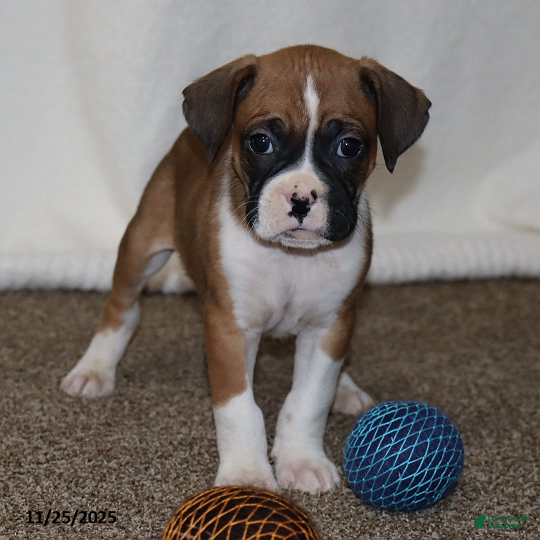 Mixed Breed dogs for sale: Louie - Ad 3