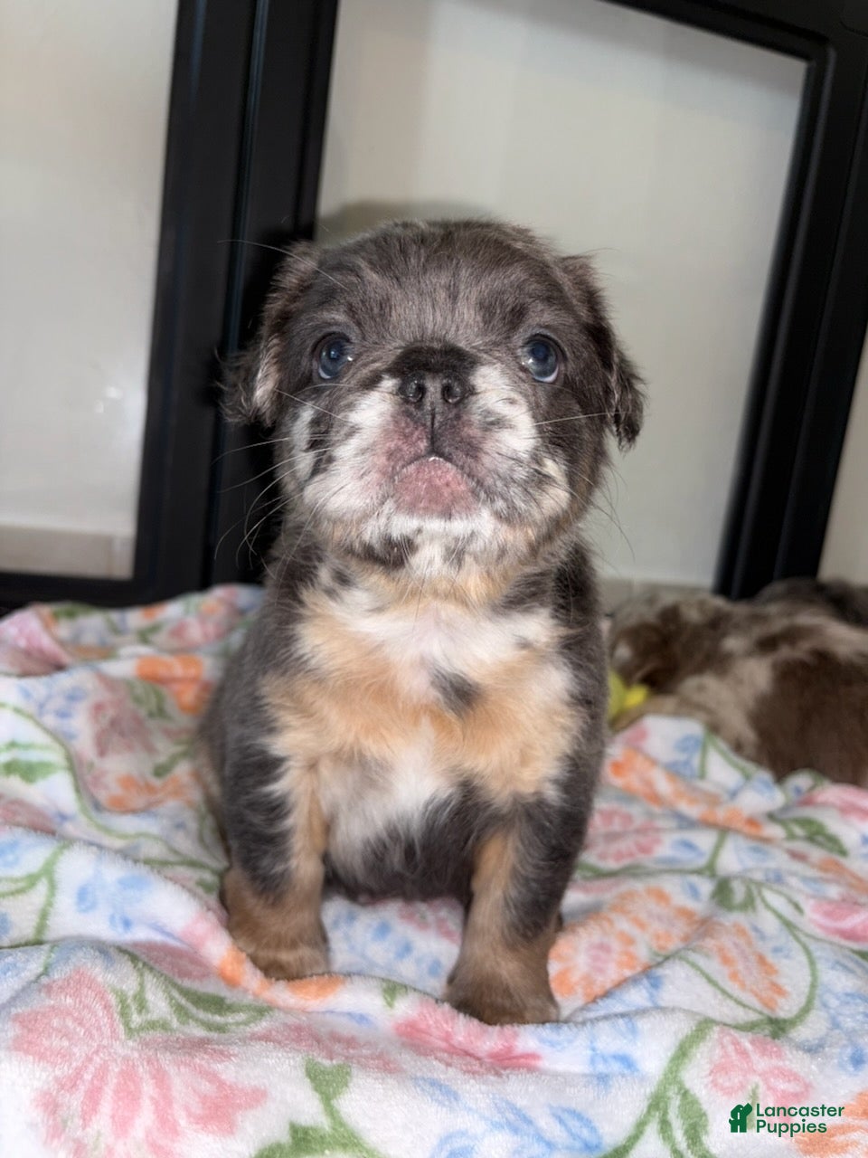 French Bulldog dogs for sale: Reign  - Ad 2