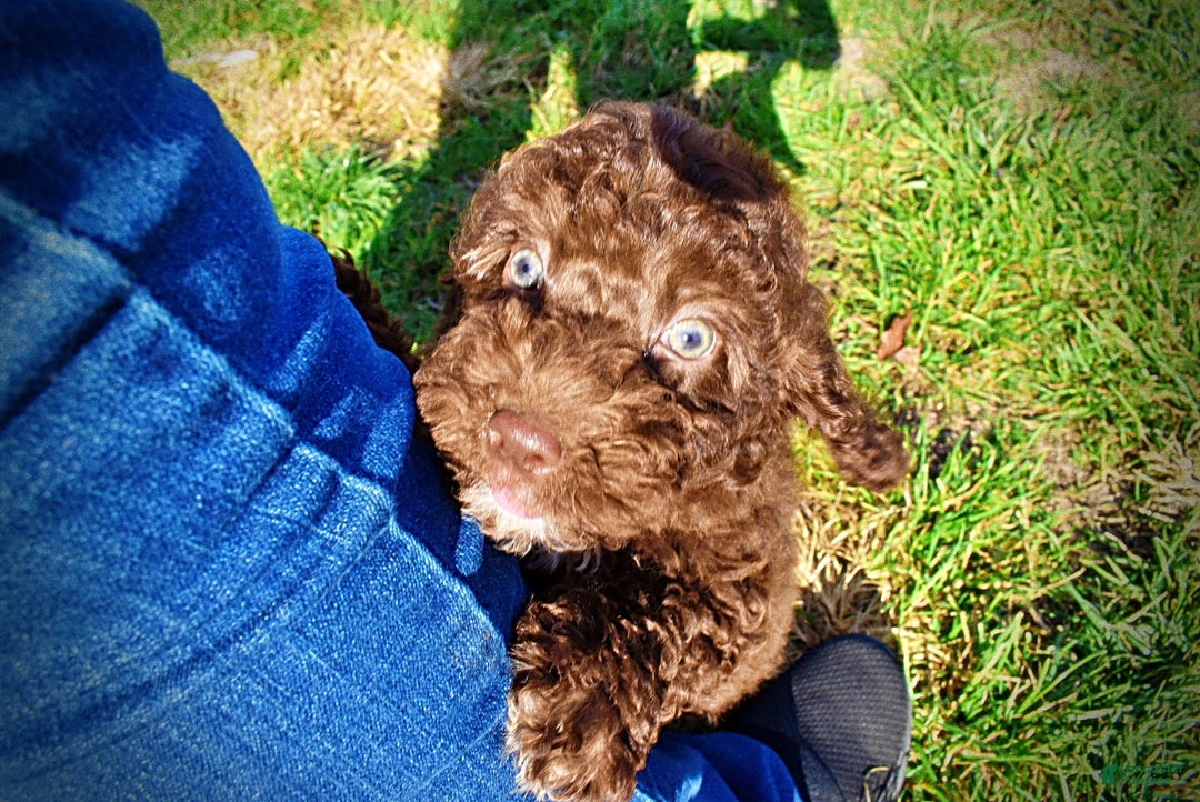 Havapoo dogs for sale: Oscar - Ad 9