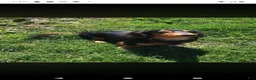 Miniature Dachshund dogs for stud: Stud service - Ad 3