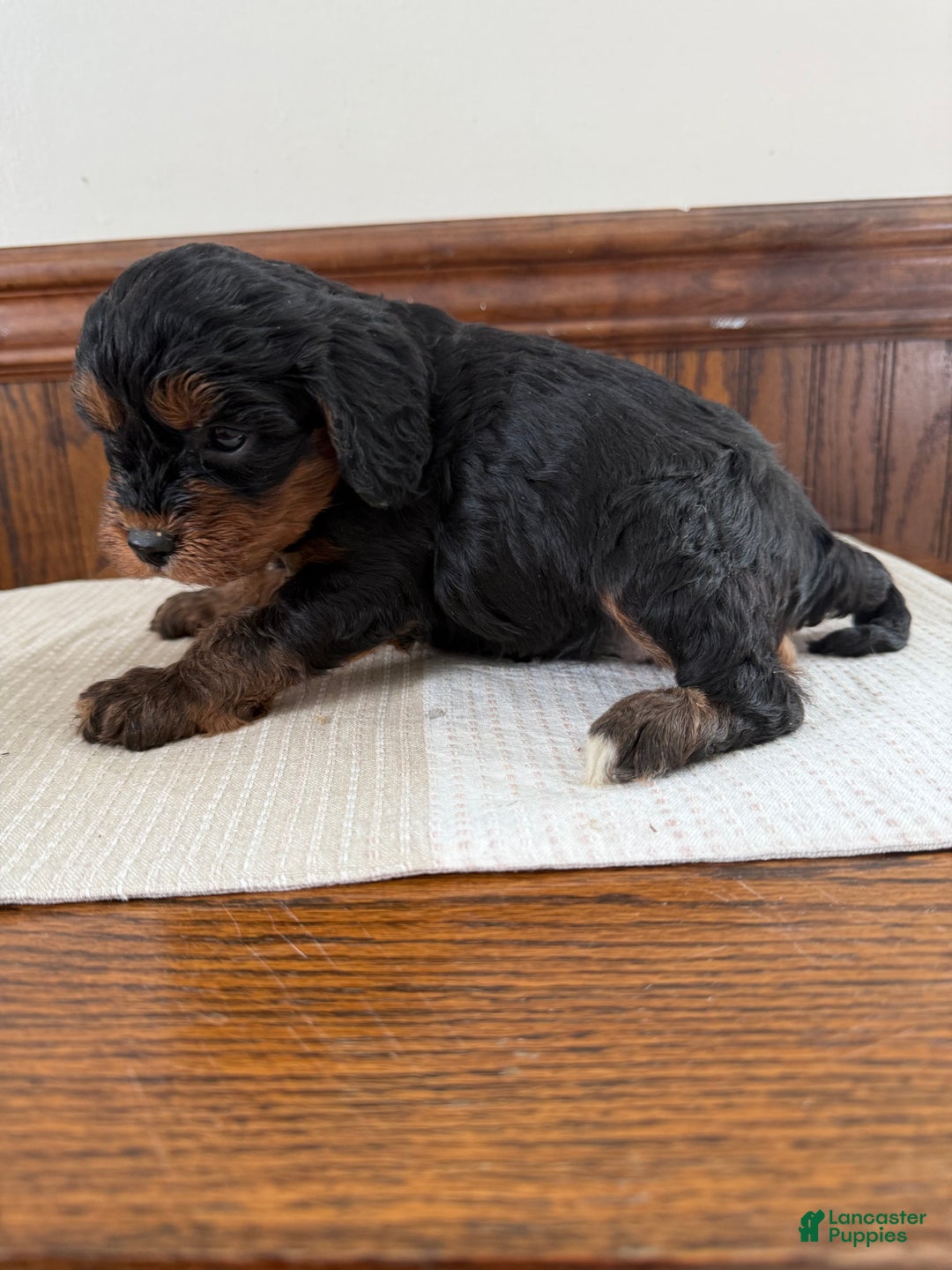 Cavapoo dogs for sale: Cavapoo Puppy 5 - Ad 4