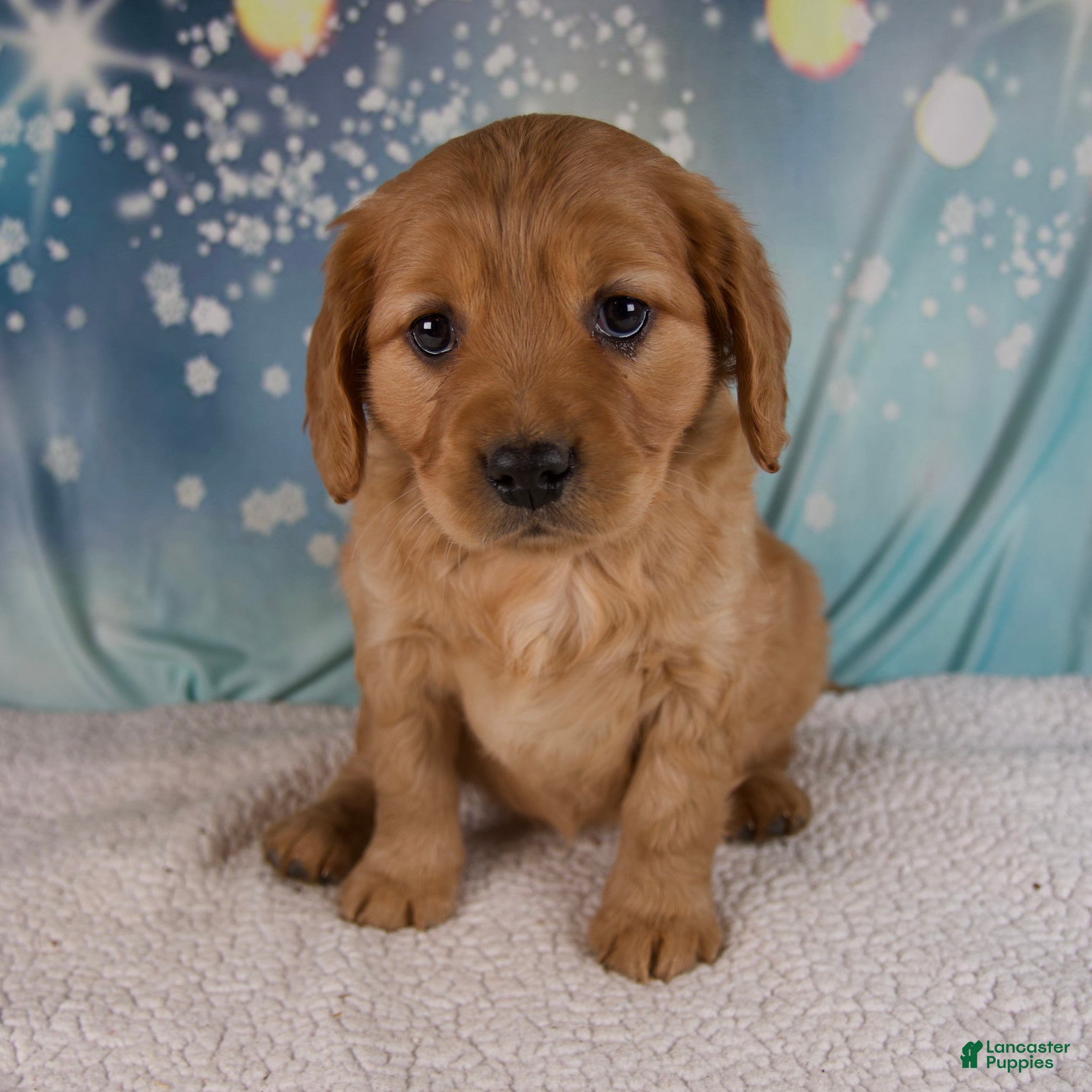 Miniature Golden Retriever dogs Jewel - Ad 2