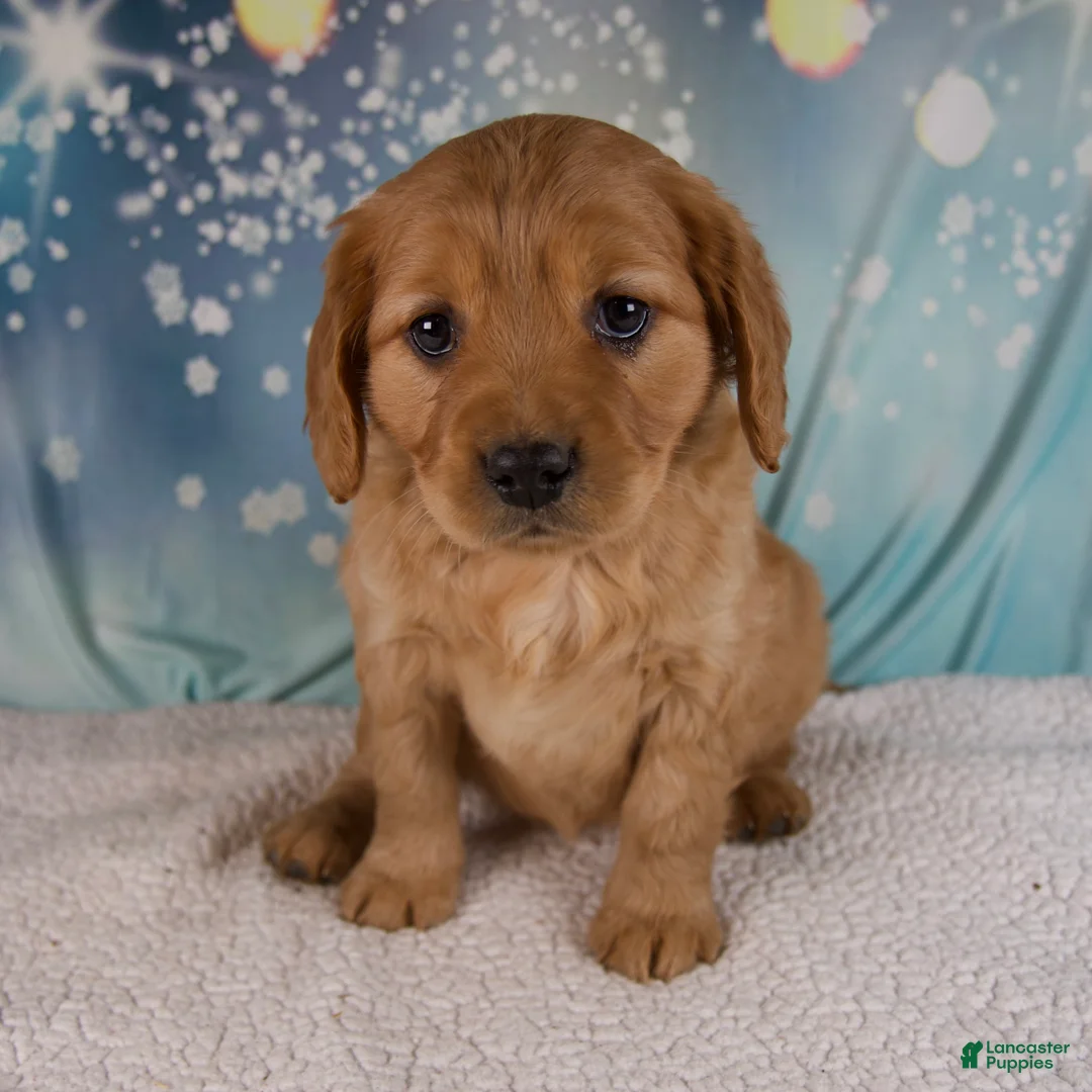 Mixed Breed dogs for sale: Jewel - Ad 7