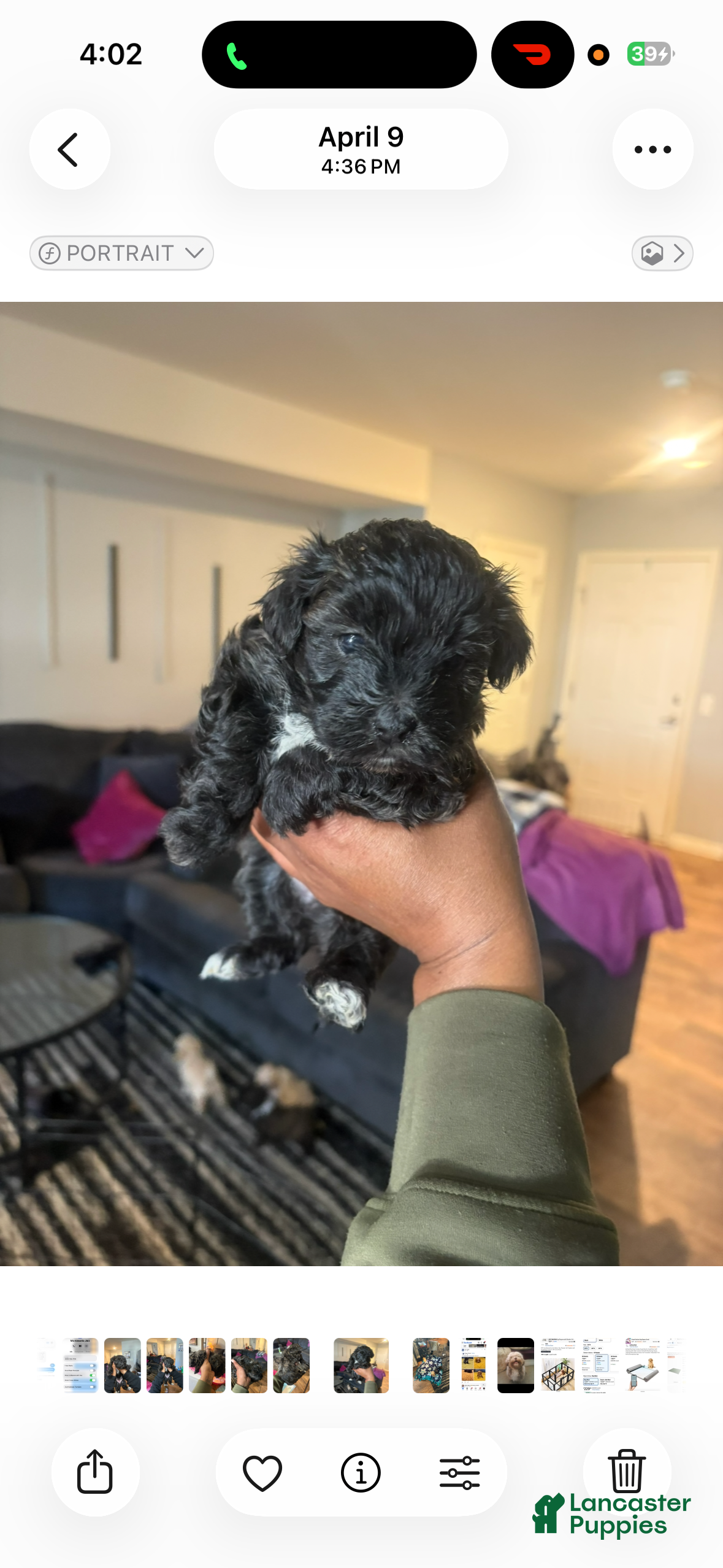 Maltipoo dogs Maltipoo 2 - Ad 5