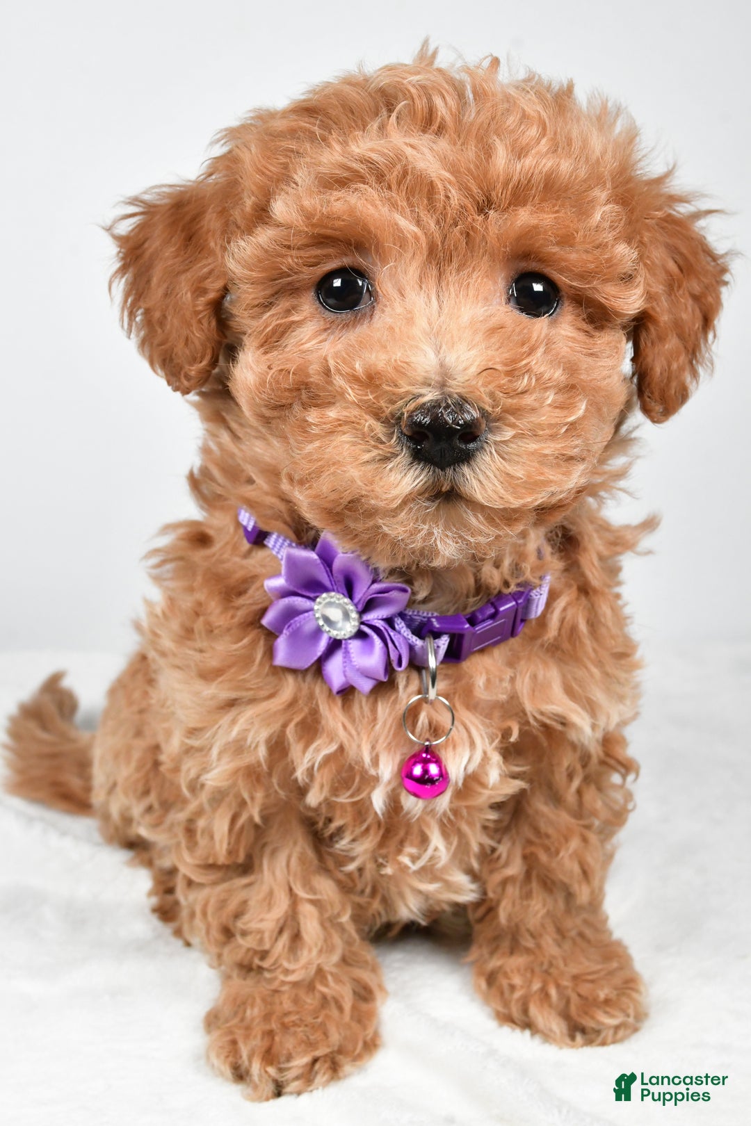 Maltipoo dogs for sale: Sara - Ad 6