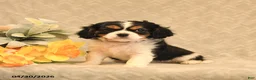 Cavalier King Charles Spaniel dogs for sale: Ion - Ad 2