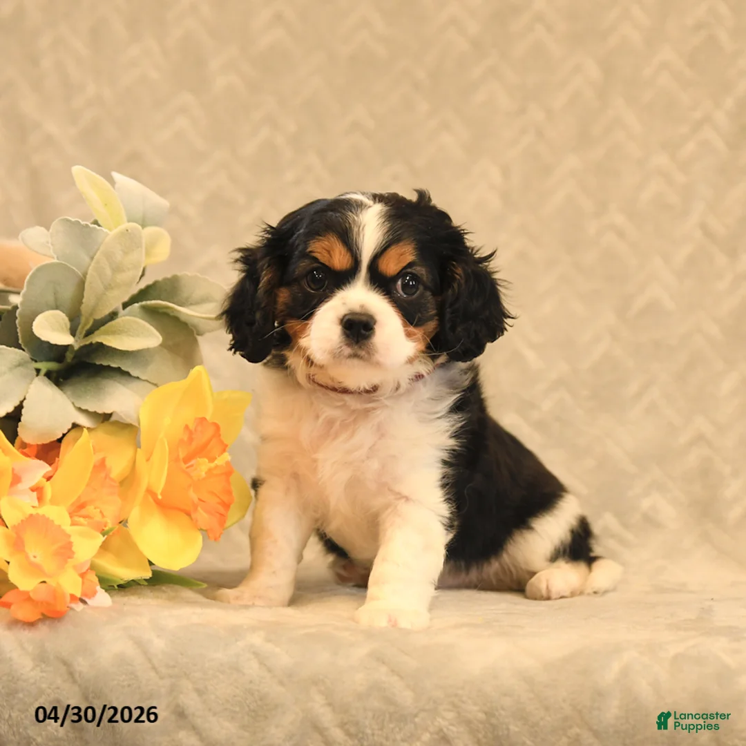 Cavalier King Charles Spaniel dogs for sale: Ion - Ad 2