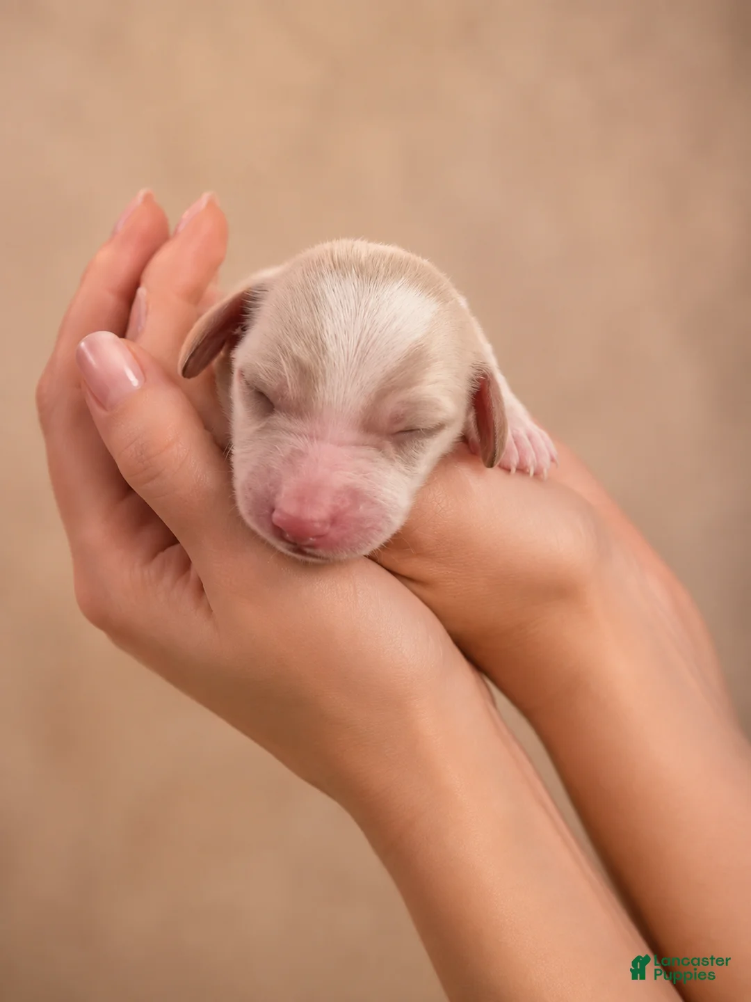 Dachshund dogs for sale: AKC Chloe - Ad 2