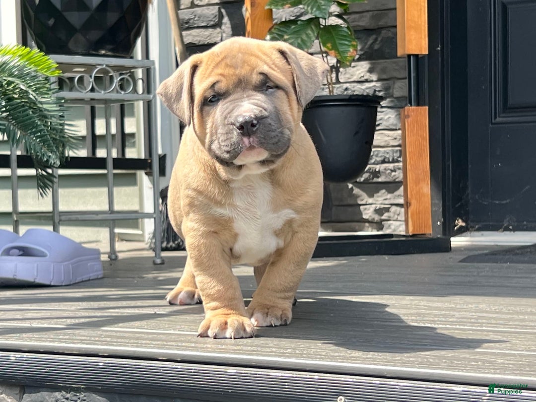 Gallery Image {{count}}