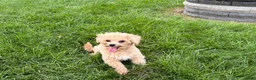 Maltipoo dogs for sale: Tiny - Ad 4