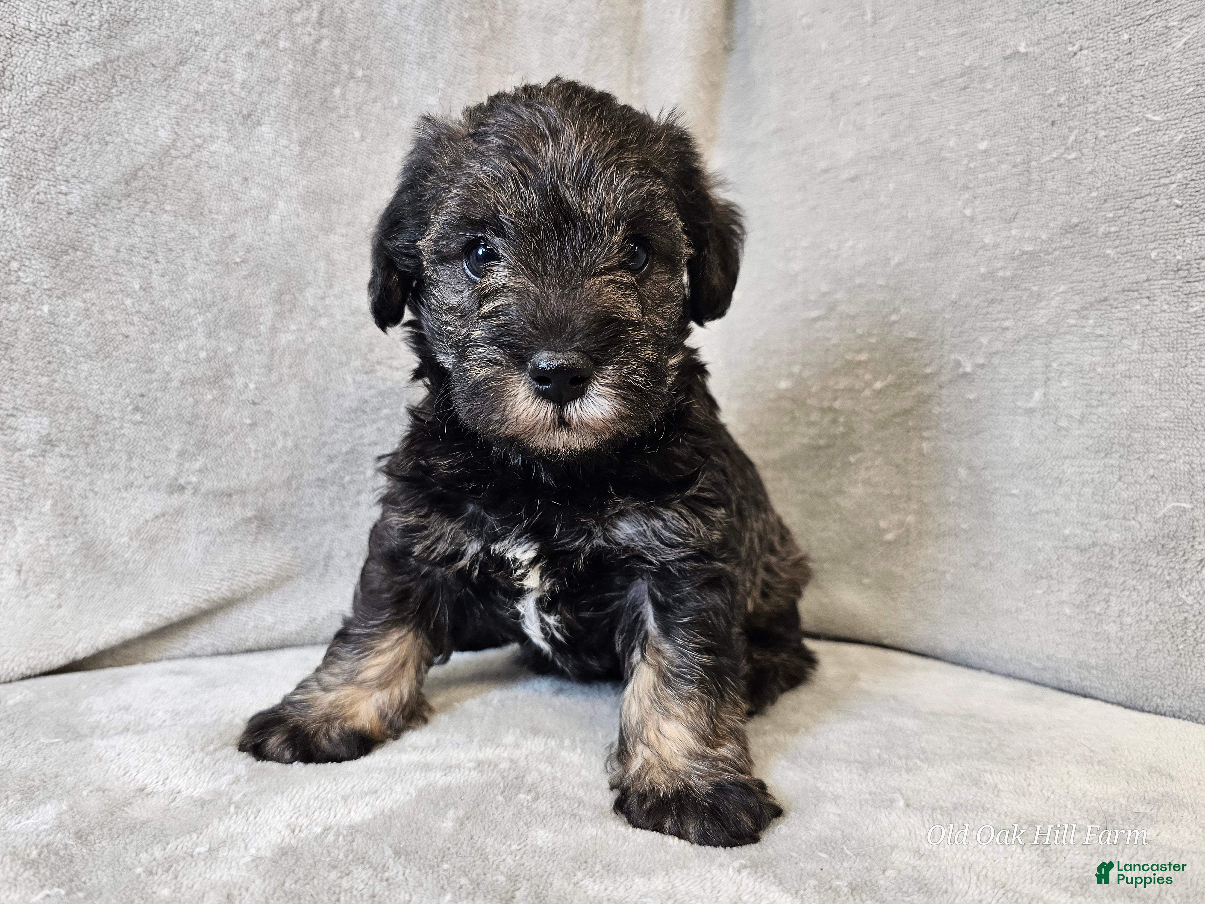 Mixed Breed dogs Kenny - Ad 3