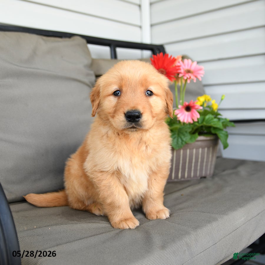 Golden Retriever dogs Milton - Ad 1