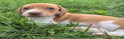 Dachshund dogs for sale: Gus - Ad 2