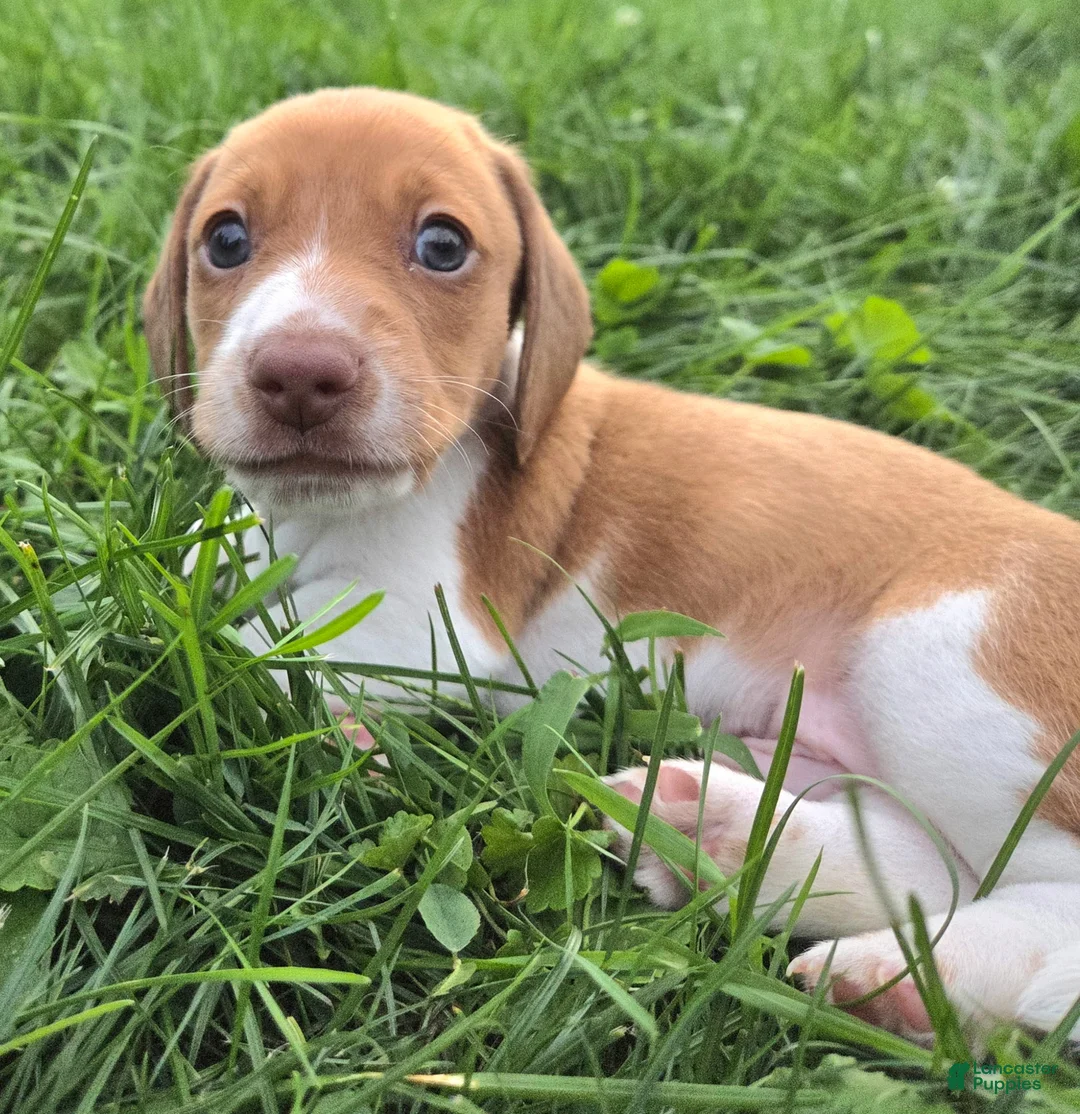Dachshund dogs for sale: Gus - Ad 2