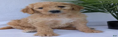 Charlie 