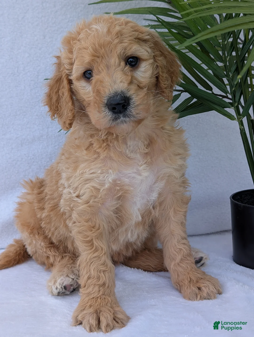 Goldendoodle dogs for sale: Charlie  - Ad 1