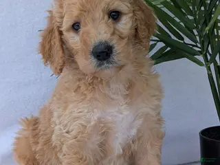 Goldendoodle dogs Charlie - Ad 5