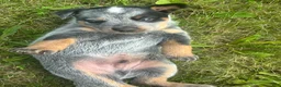 Australian Cattle Dog dogs for sale: Buck - Ad 10