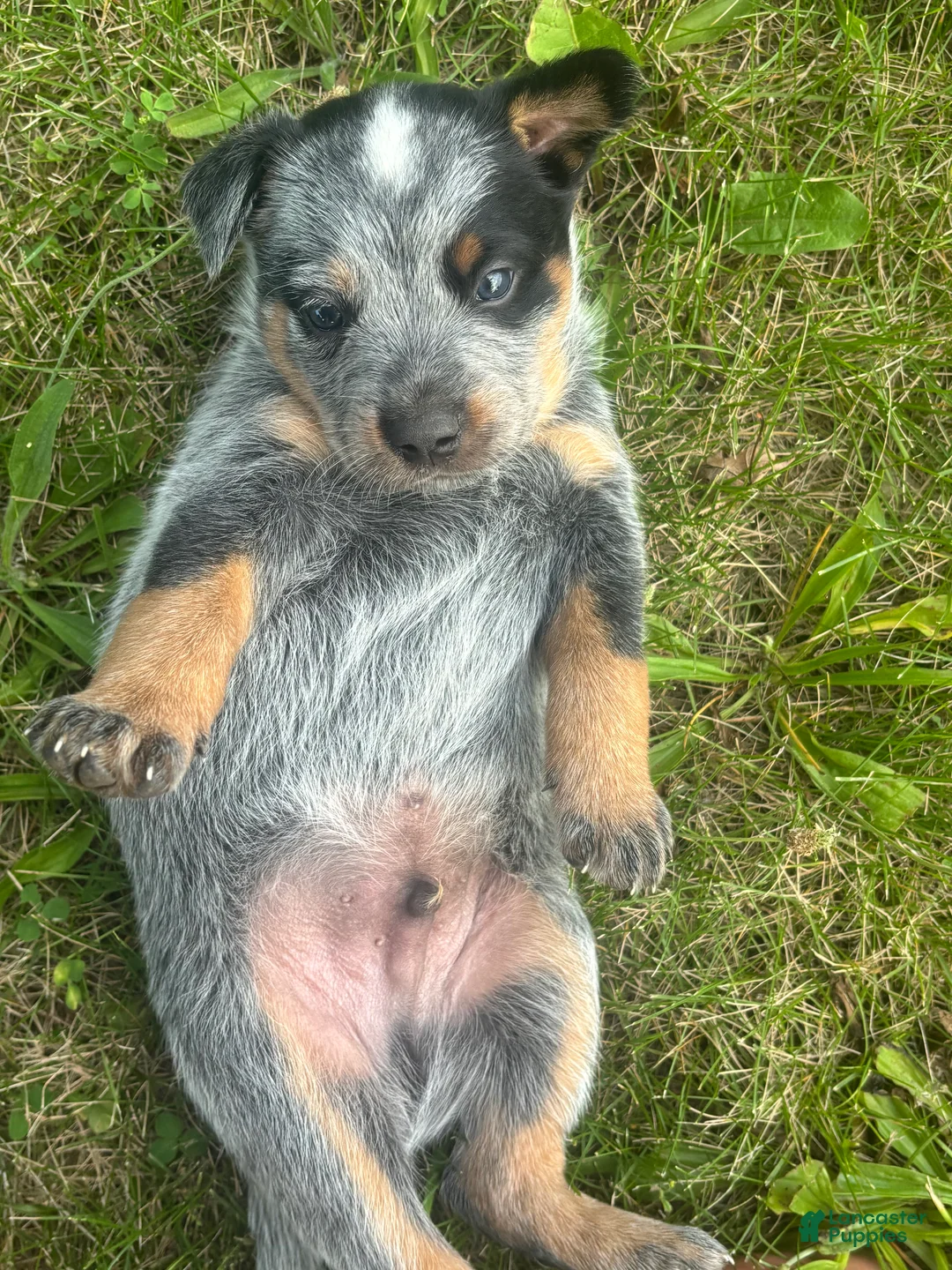 Australian Cattle Dog dogs for sale: Buck - Ad 10