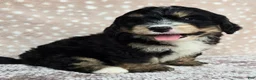 Mini Bernedoodle dogs for sale: Mini Willow - Ad 10