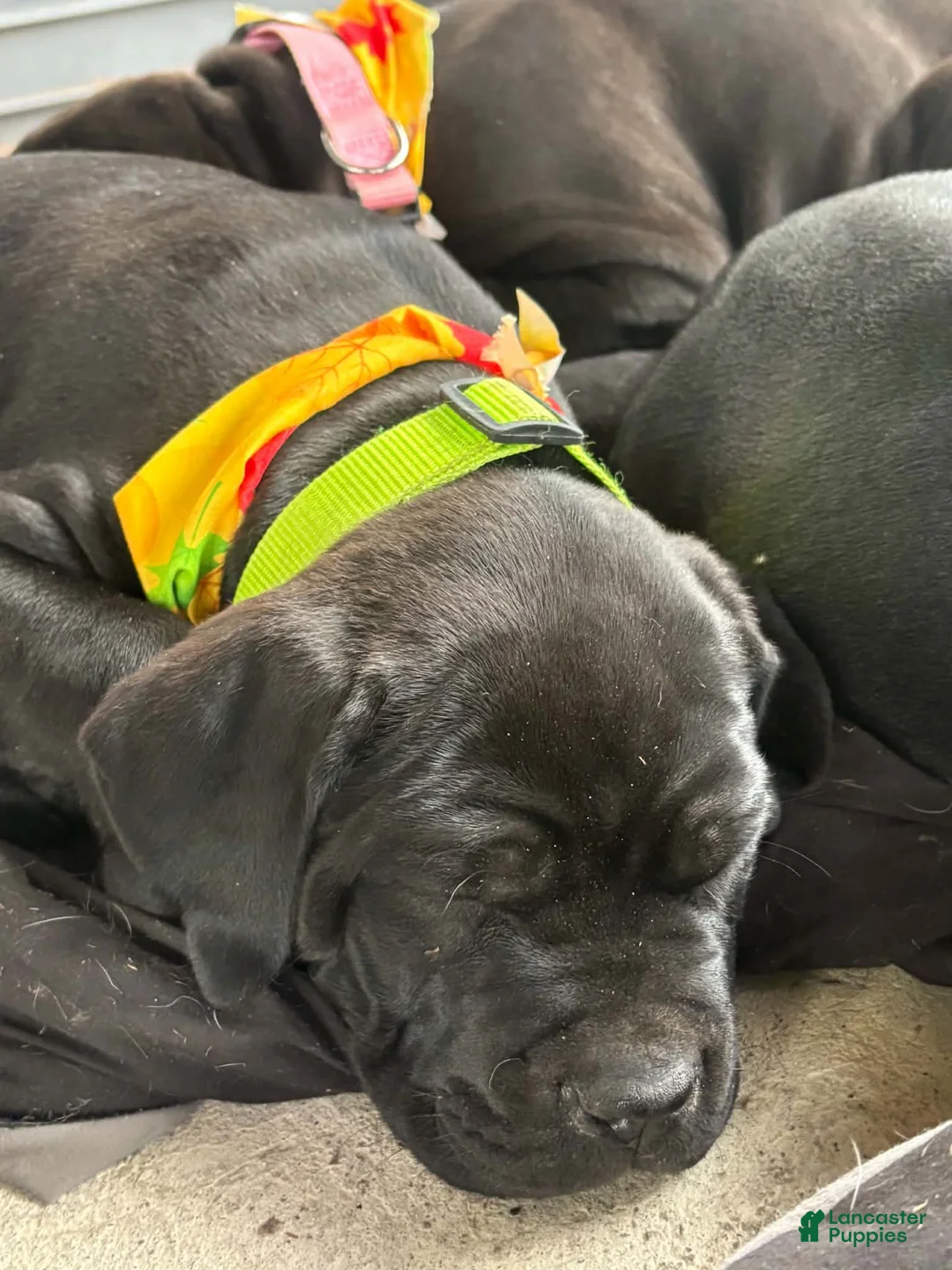 Cane Corso dogs for sale: Light Green - Ad 2