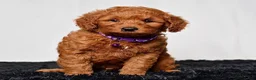 Mini Goldendoodle dogs for sale: Mr. Lex - Ad 7
