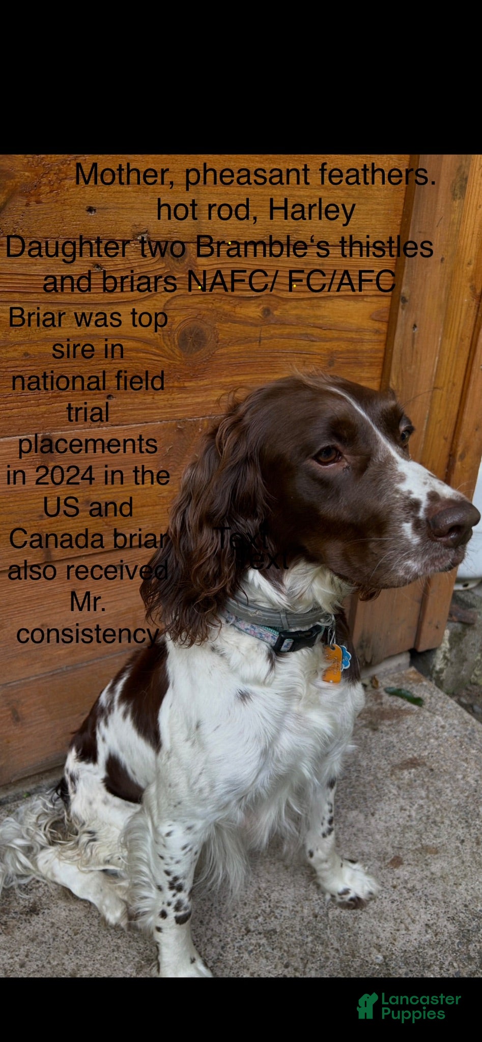 English Springer Spaniel dogs English Springer Spaniel 5 - Ad 2