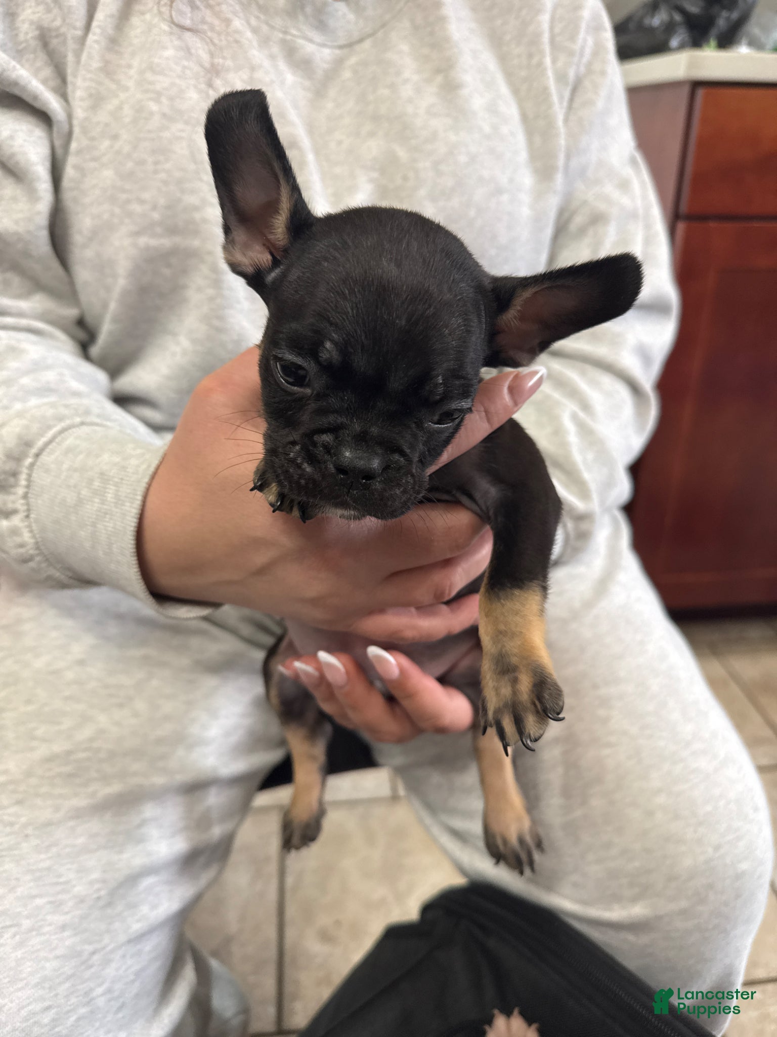 Mixed Breed dogs Mixed Breed Puppy 1 - Ad 13