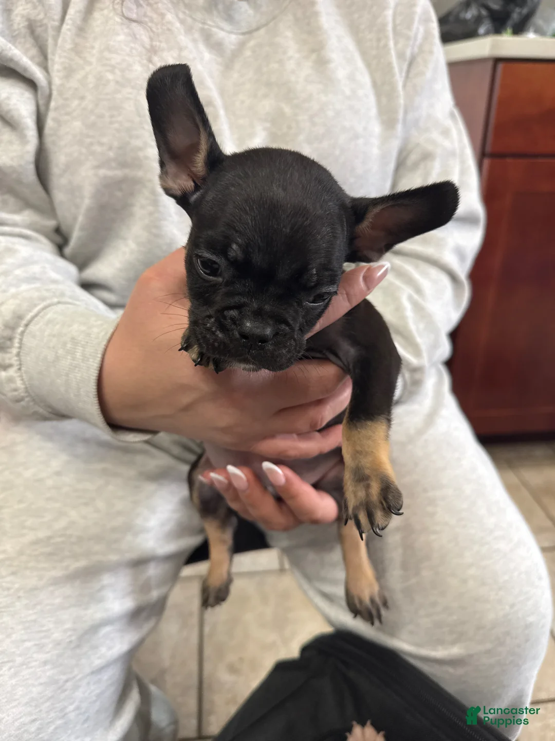 Mixed Breed dogs for sale: Mixed Breed Puppy 1 - Ad 1