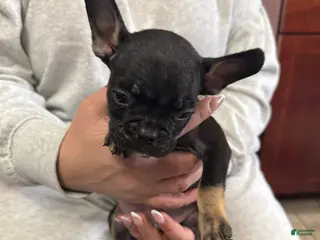 Mixed Breed dogs Mixed Breed Puppy 1 - Ad 10