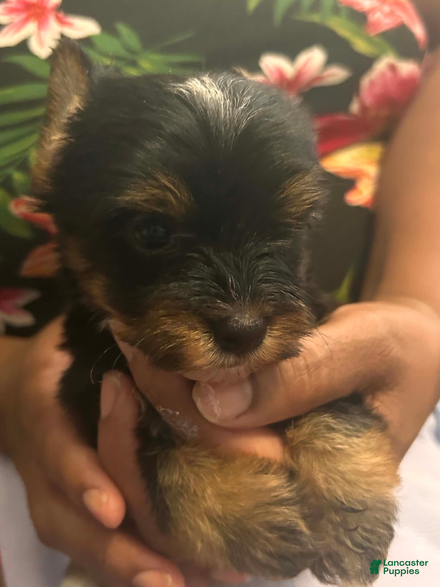 Yorkshire Terrier dogs Yorkshire Terrier 1 - Ad 12