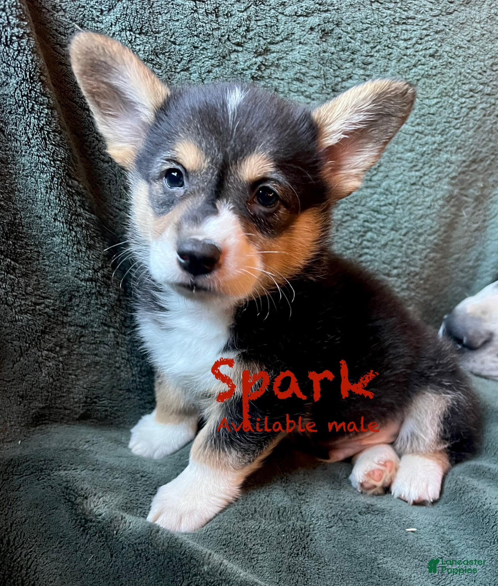 Welsh Corgi Pembroke dogs Spark - Ad 1