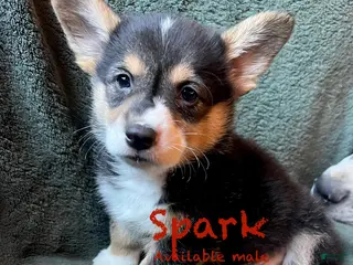 Welsh Corgi Pembroke dogs Spark - Ad 1