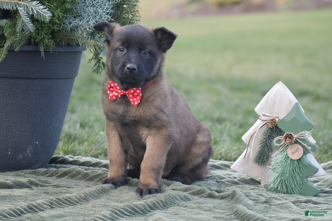 Belgian Malinois dogs for sale: Rebecca - Ad 1
