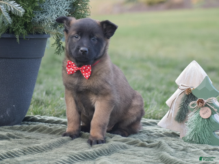 Belgian Malinois dogs Rebecca - Ad 23