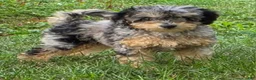 Miniature Poodle dogs for sale: Maple  - Ad 5