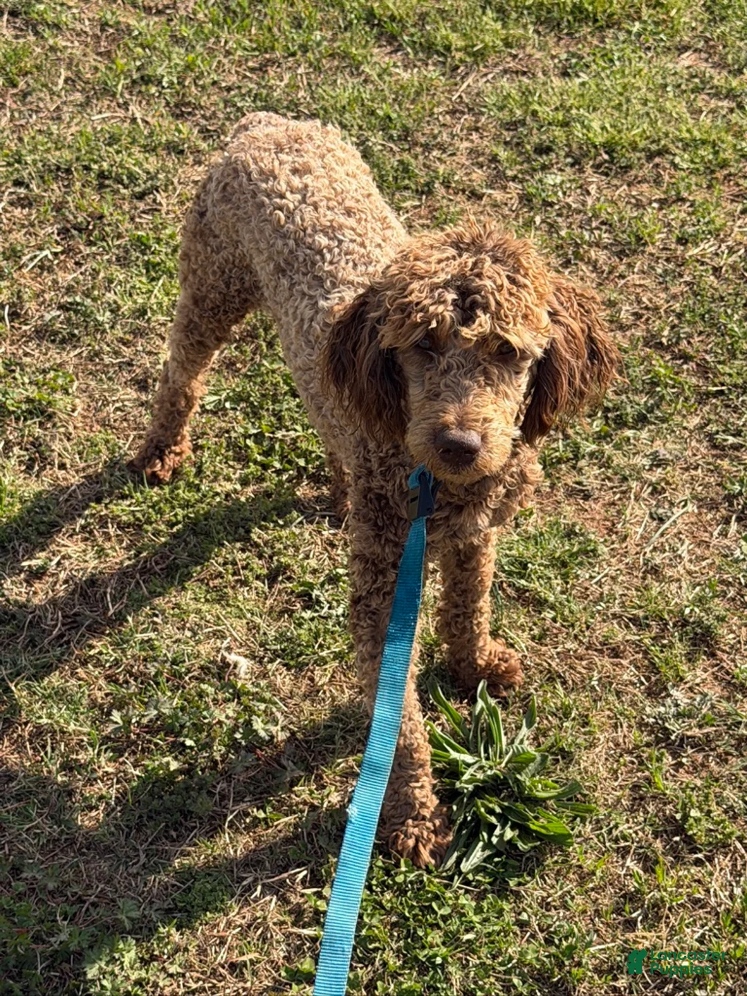 Miniature Poodle dogs for sale: Rocket - Ad 1