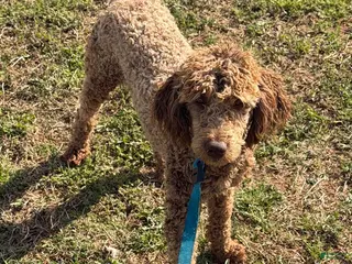 Miniature Poodle dogs Rocket - Ad 34