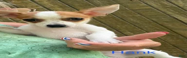Chihuahua Puppy 1
