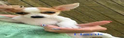 Chihuahua dogs for sale: Chihuahua Puppy 1 - Ad 1