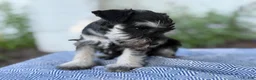 Miniature Schnauzer dogs for sale: Trixy - Ad 14