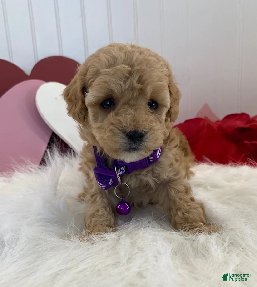 Toy Poodle dogs for sale: Farris- teacup size - Ad 1