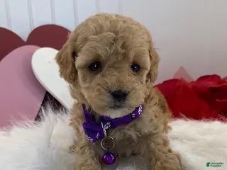 Toy Poodle dogs Farris- teacup size - Ad 11