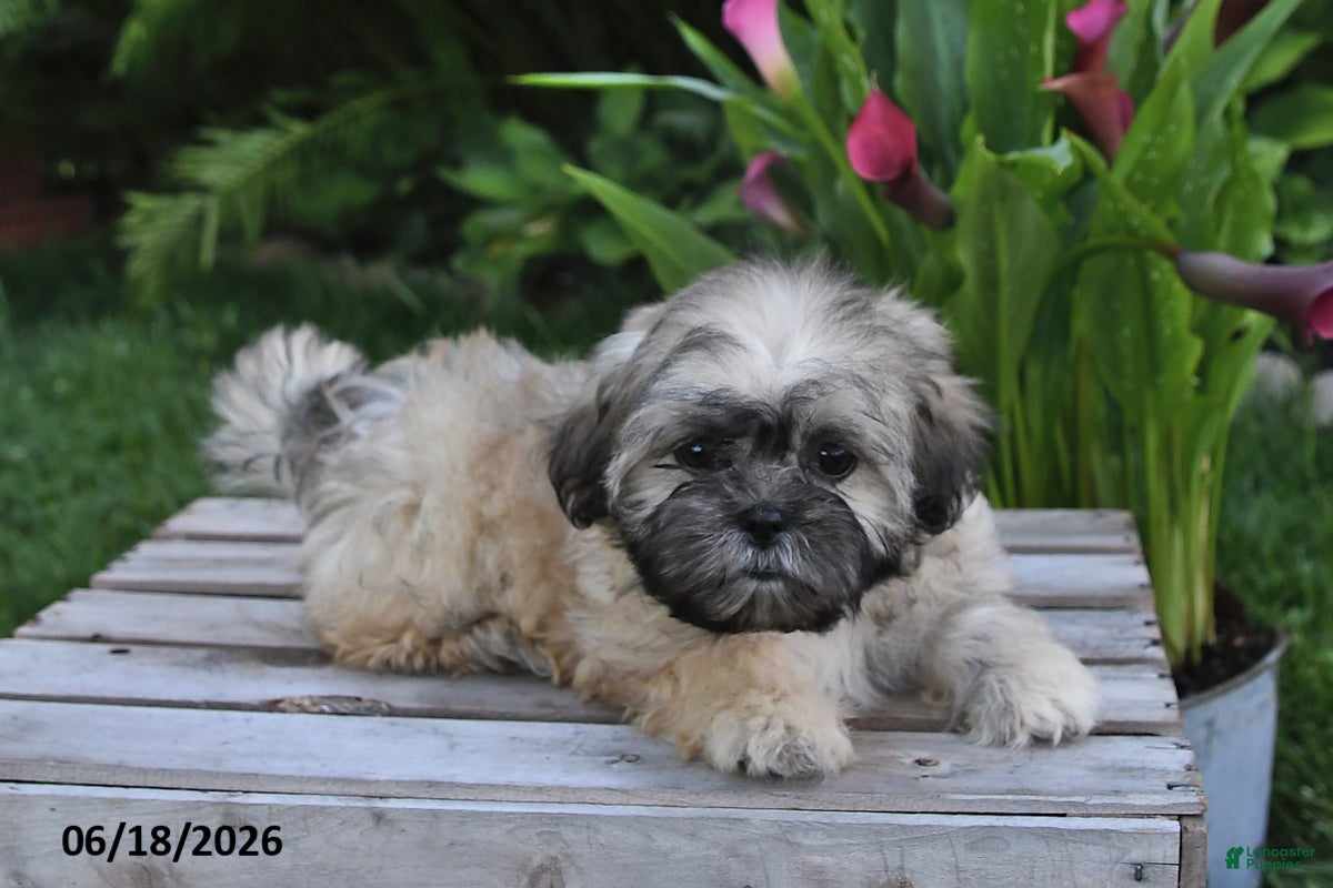 Teddy Bear dogs Penny - Ad 1