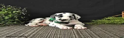 Great Dane dogs for sale: Chase - Ad 3