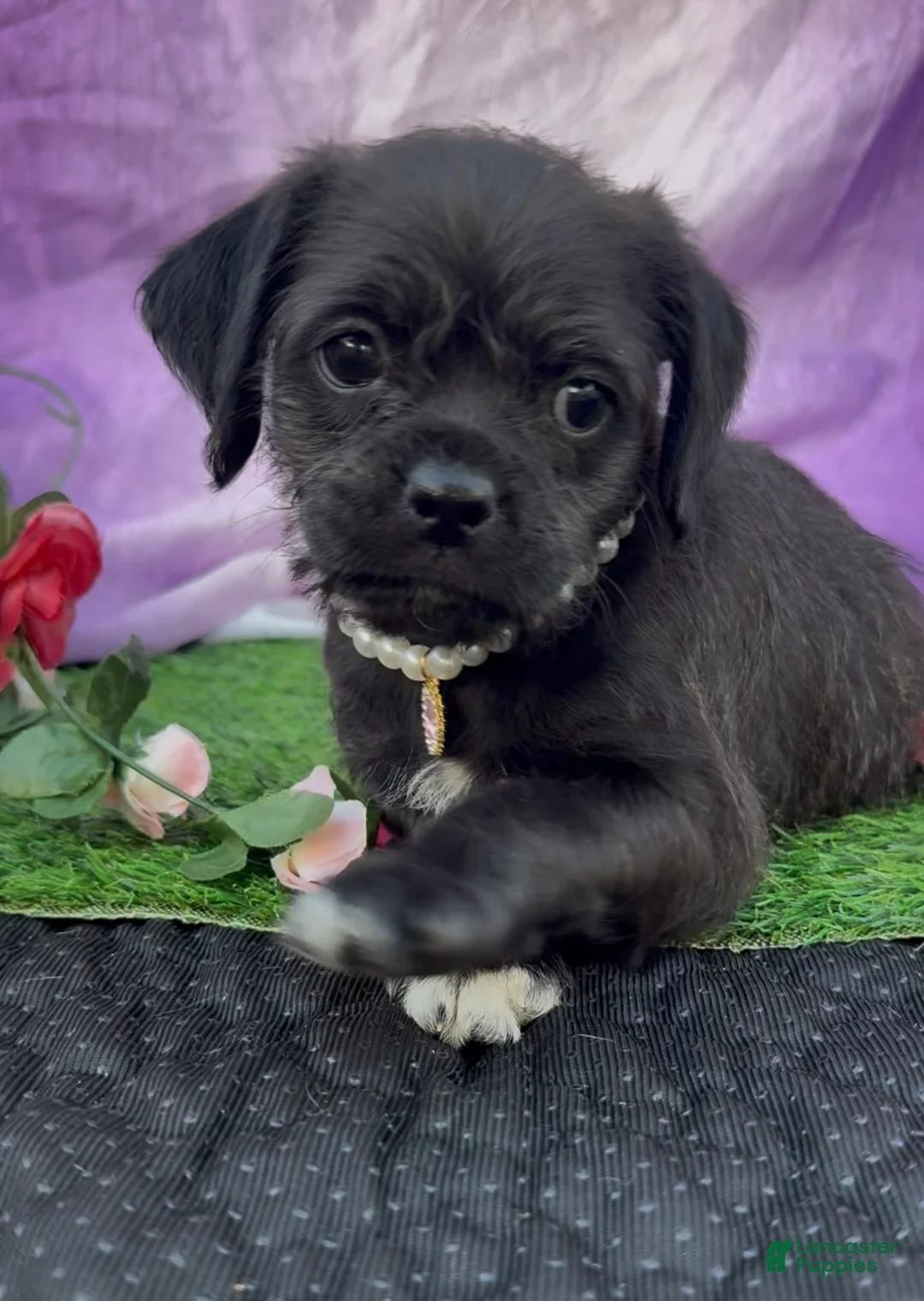 Mixed Breed dogs for sale: Pugapoo No Shipping  - Ad 1